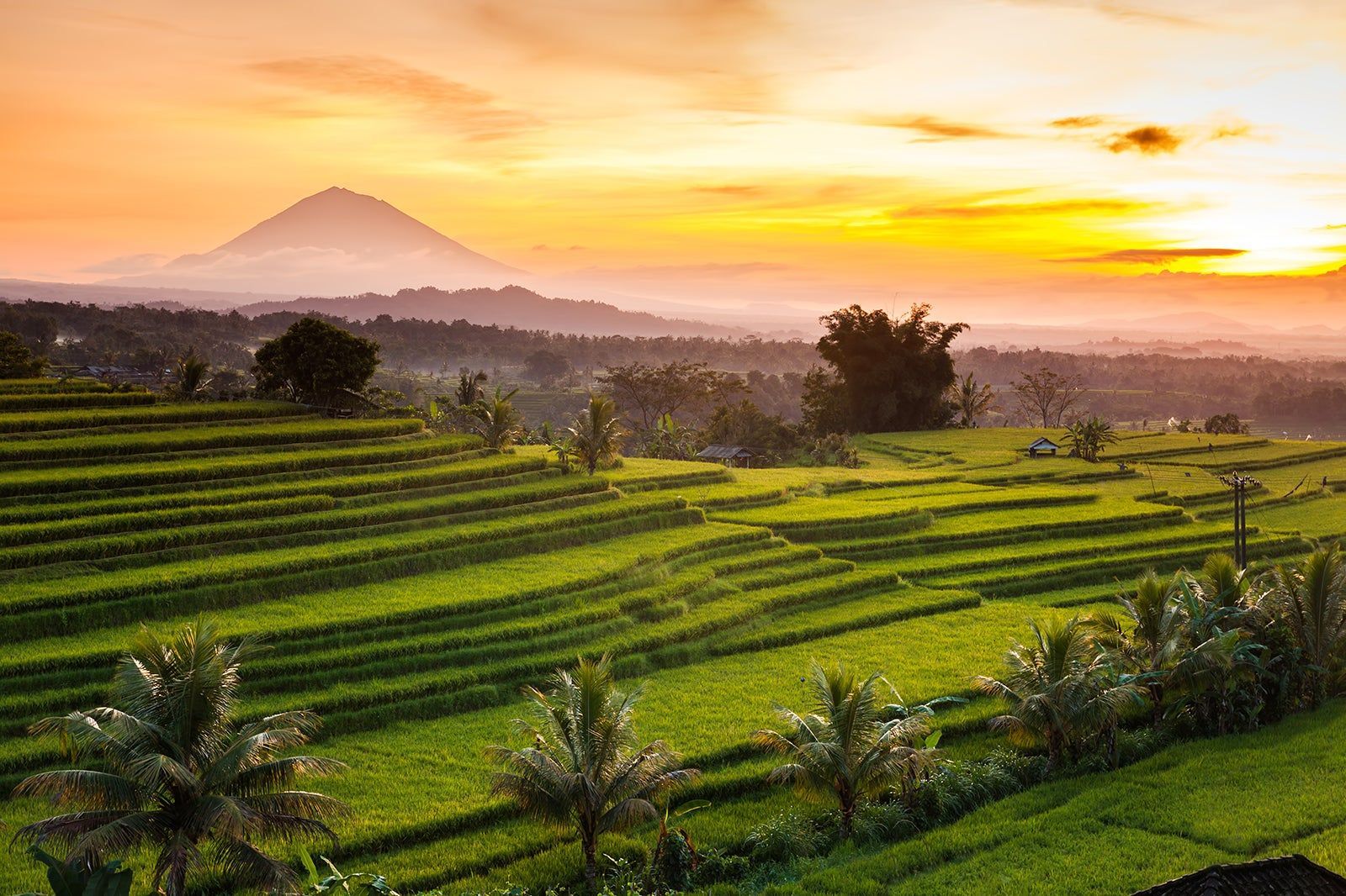 Emerald green rice terraces in Bali, Indonesia