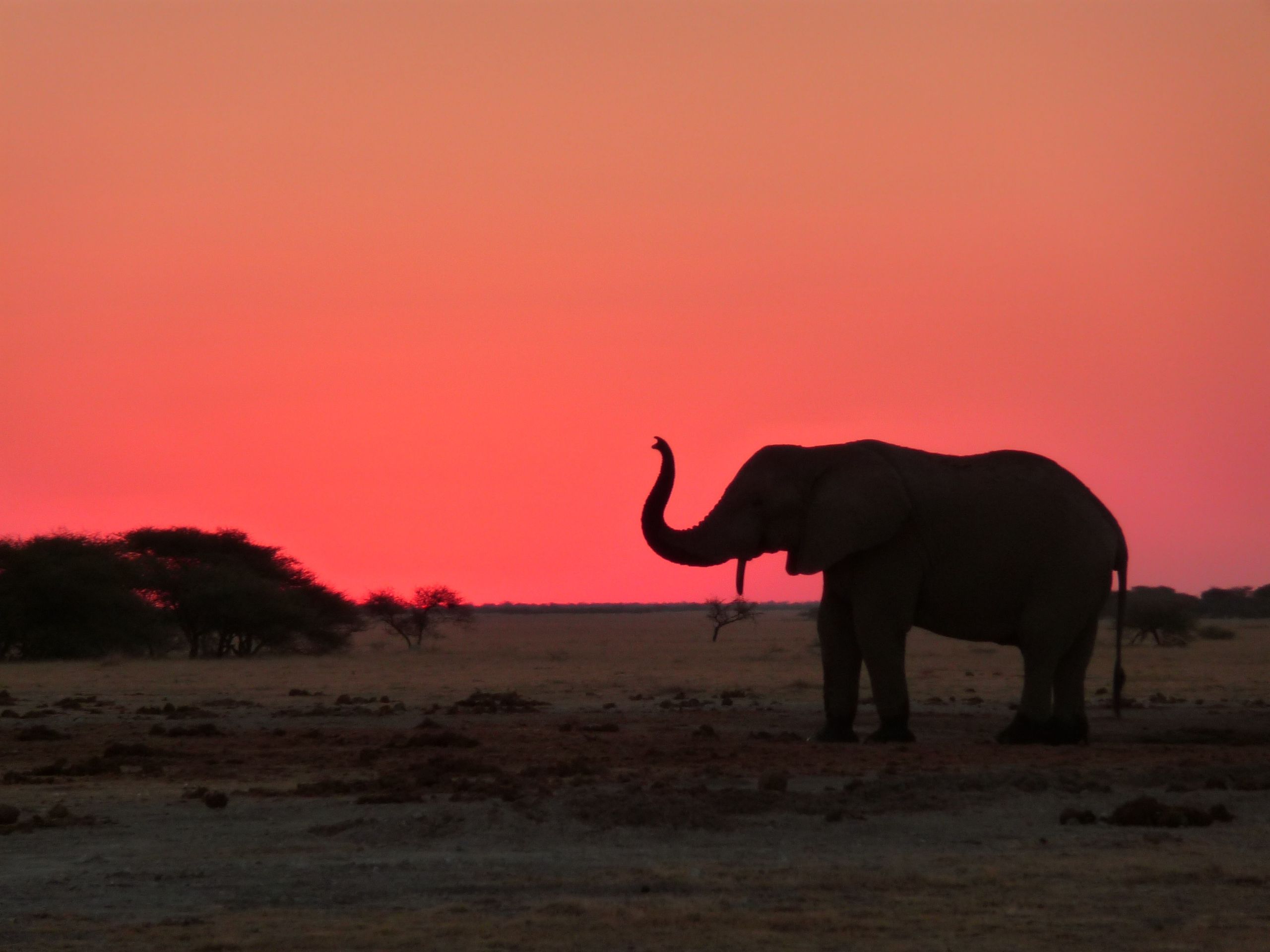 Elephants walking across the African savanna at sunset